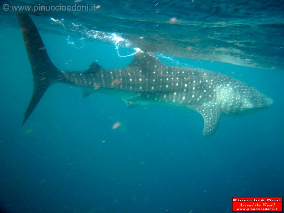 Djibouti - Whale Shark in Djibouti - 17.jpg